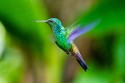 Copper-rumped Hummingbird (Amazilia tobaci)